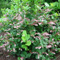 Native Shrubs