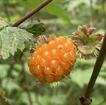 SALMONBERRY (Rubus spectabilis)