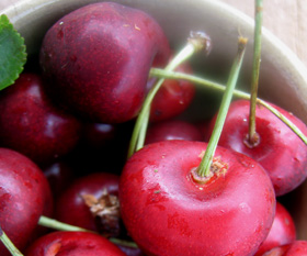 SAM CHERRY (Prunus avium)