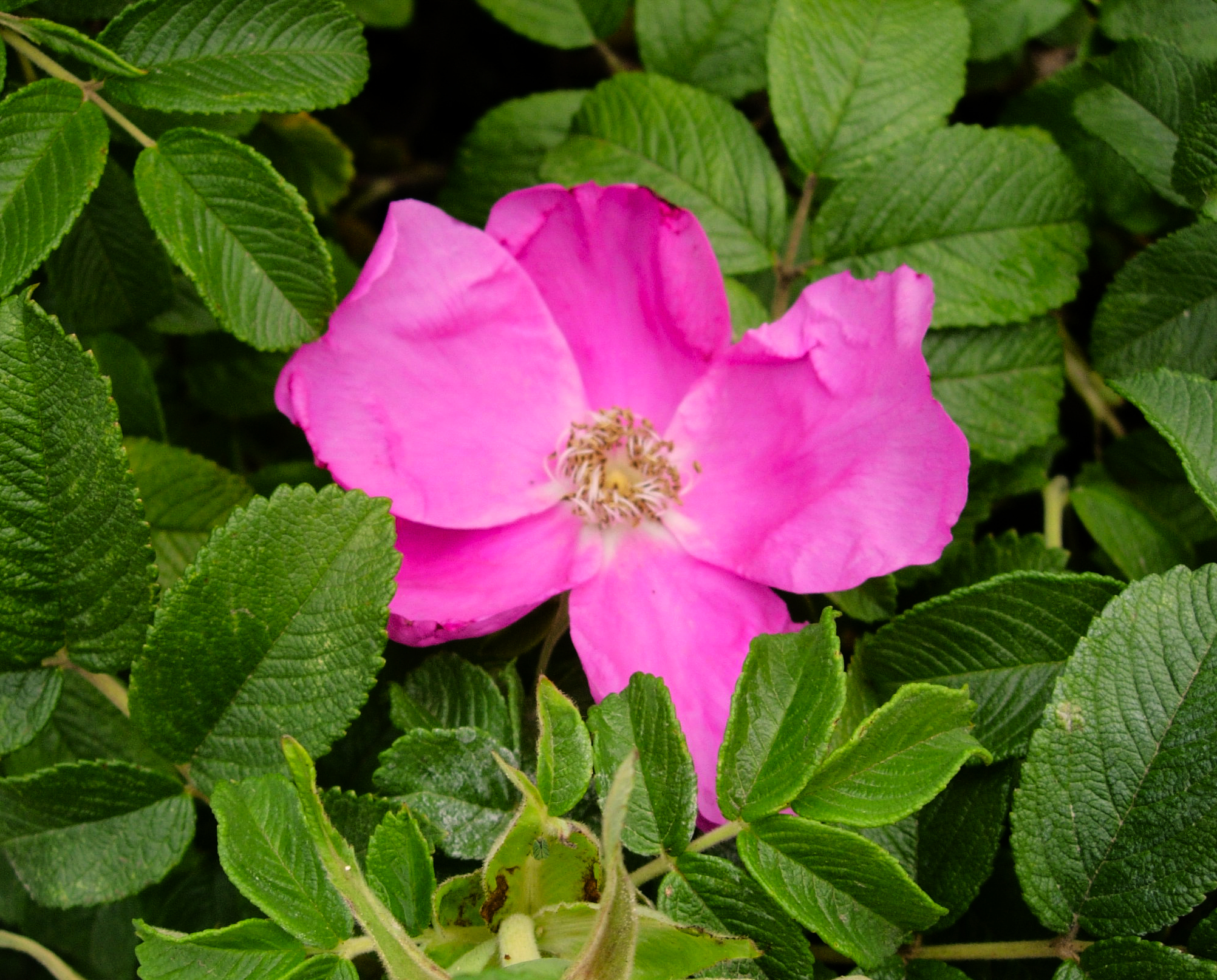 SANDY ROSA RUGOSA 'RUBRA'