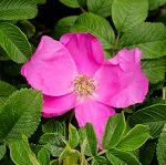 SANDY ROSA RUGOSA 'RUBRA'