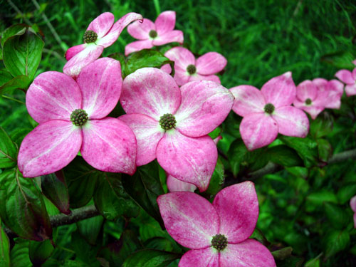 SATOMI RED ORIENTAL DOGWOOD (Cornus kousa)