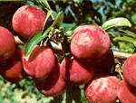 SATSUMA PLUM (Prunus salicina)