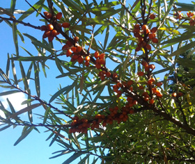 UNSEXED SEABERRY SEEDLINGS (Hippophae rhamnoides)