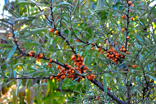 SIROLA SEABERRY (Hippophae rhamnoides)