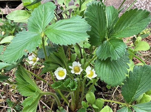 SEASCAPE EVERBEARING STRAWBERRY (Fragaria sp.)