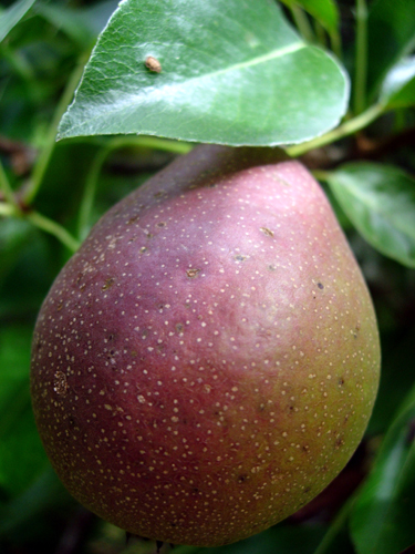 SECKEL EUROPEAN PEAR (Pyrus communis)