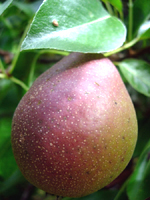 SECKEL EUROPEAN PEAR (Pyrus communis)