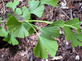 PRINCETON SENTRY MALE GINKGO (Ginkgo biloba)