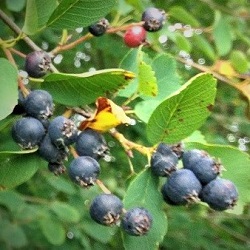 Serviceberry Bushes