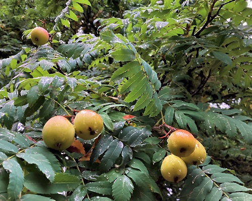 SERVICE TREE (Cormus/Sorbus domestica)