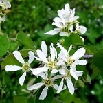 SERVICEBERRY SEEDLINGS (Amelanchier alnifolia)