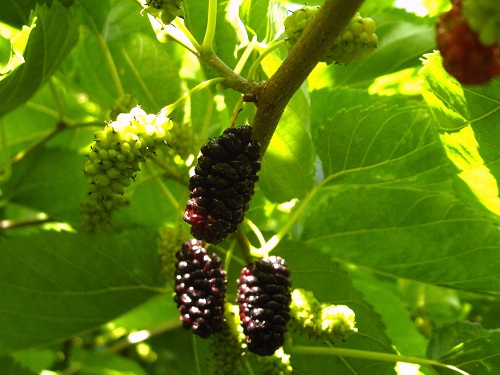 SHANGRI LA MULBERRY (Morus alba)