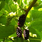 SHANGRI LA MULBERRY (Morus alba)