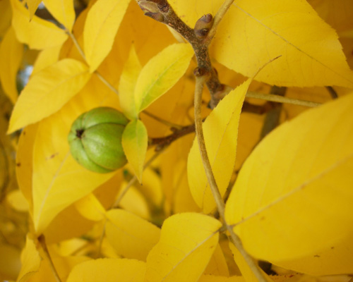 SHAGBARK HICKORY (Carya ovata)