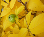 SHAGBARK HICKORY (Carya ovata)