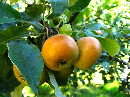 SHIPOVA (SORBOPEAR) (Pyrus communis x Aria edulis)