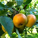 SHIPOVA (SORBOPEAR) (Pyrus communis x Aria edulis)