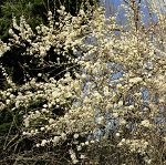 SHIRO KAGA FLOWERING PLUM ( Prunus mume)