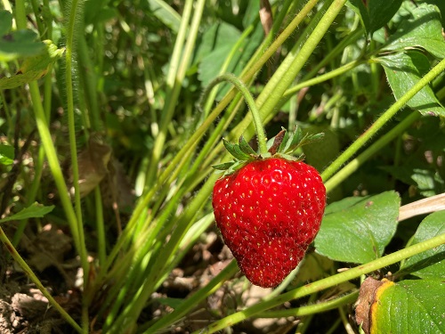 SHUKSAN STRAWBERRY (Fragaria sp.)