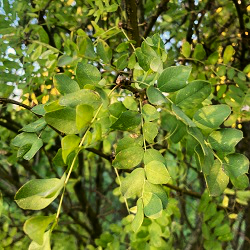 Siberian Pea Shrubs