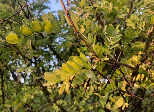 SIBERIAN PEA SHRUB (Caragana arborescens)