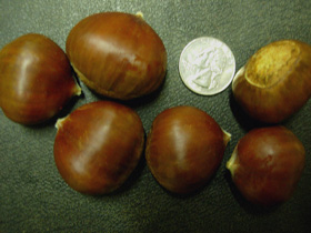 SILVERLEAF CHESTNUT SEEDS (Castanea crenata x)