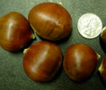 SILVERLEAF CHESTNUT SEEDS (Castanea crenata x)