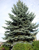 SITKA SPRUCE (Picea sitchensis)