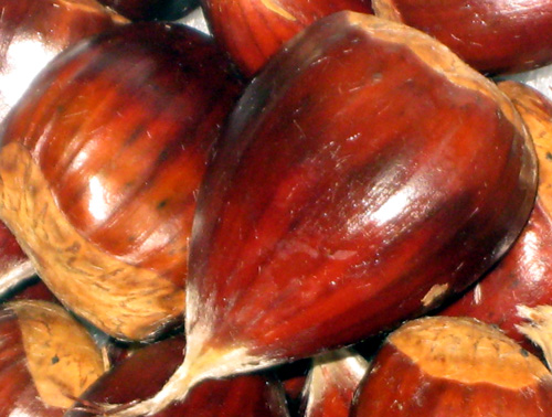 SKIOKA CHESTNUT SEEDS (Chinese x European)