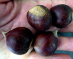 SKIOKA CHESTNUT (Castanea mollissima x sativa)