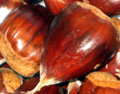 SKIOKA CHESTNUT SEEDS (Chinese x European)