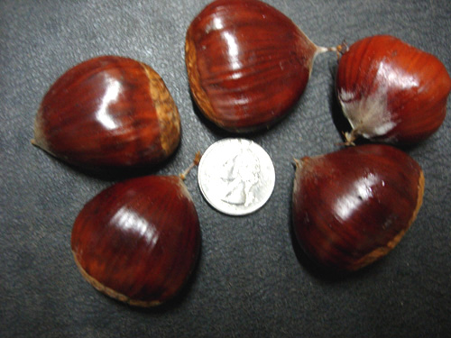 Sleeping Giant Chestnut Trees 