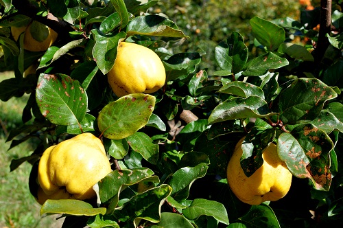 SMYRNA QUINCE (Cydonia oblonga)