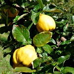 SMYRNA QUINCE (Cydonia oblonga)