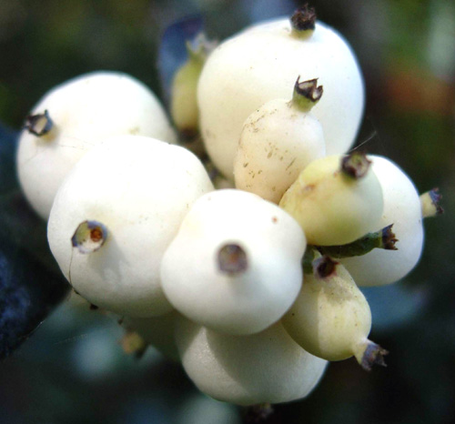 SNOWBERRY (Symphoricarpos albus)