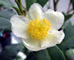 KOREAN TEA SEEDLING (Camellia sinensis)