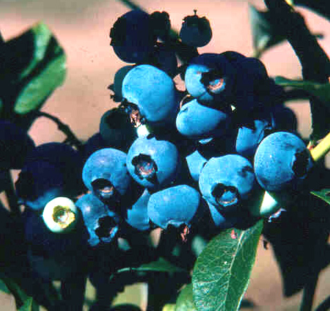 SPARTAN BLUEBERRY (Vaccinium corymbosum)