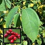 SPICEBUSH SHRUB (Lindera benzoin)