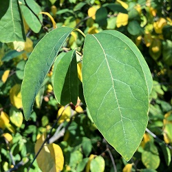 Spicebush Shrubs