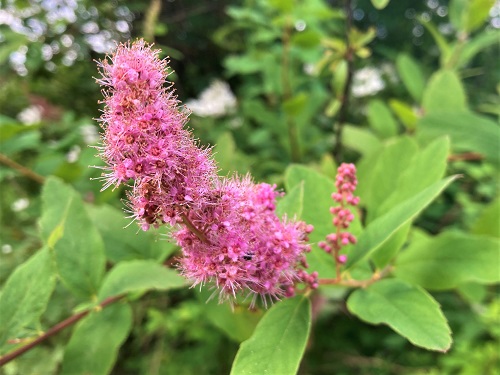 HARDHACK SPIRAEA (Spiraea douglassii)