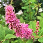 HARDHACK SPIRAEA (Spiraea douglassii)