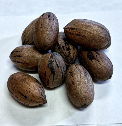 SEED/ Stuart Northern Pecan Seed (Carya illinoinensis)