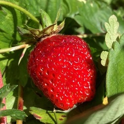 Strawberry Plants