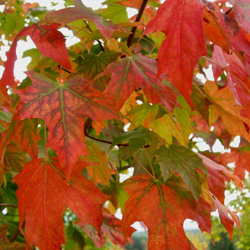 Maple Trees