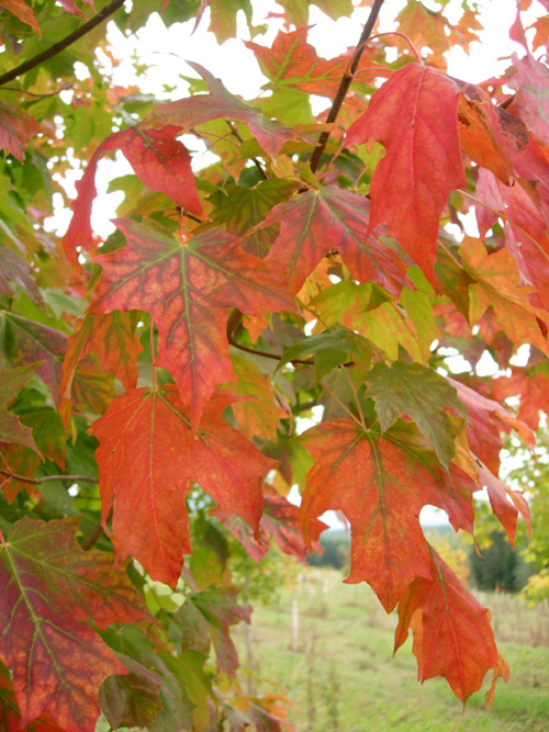 SUGAR MAPLE (Acer saccharum)