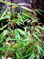 SUNSET GLOW CLUMPING BAMBOO (Fargesia rufa)