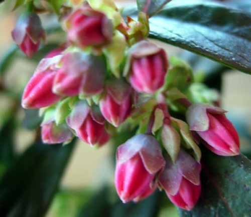 SUNSHINE BLUE BLUEBERRY (Vaccinium corymbosum x)