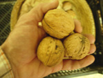 COOKE'S GIANT ENGLISH WALNUT (Juglans regia)