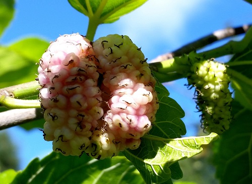 SWEET LAVENDER MULBERRY (Morus alba)